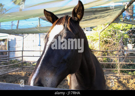 Attraktive Dichtung braun Viertelpferd für sich allein in einem Paddock ist nah an den Zaun einige Beachtung gewandert. Stockfoto