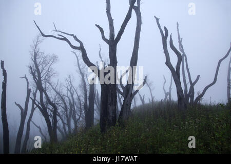 Kahlen Baum im Nebel. Dzükou Tal. Grenze zwischen den Bundesstaaten Nagaland und Manipur, Indien. Bekannt für seine natürliche Schönheit, Blumen der Saison und der o Stockfoto