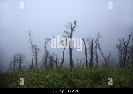 Kahlen Baum im Nebel. Dzükou Tal. Grenze zwischen den Bundesstaaten Nagaland und Manipur, Indien. Bekannt für seine natürliche Schönheit, Blumen der Saison und der o Stockfoto