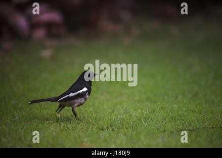 Orietnal Magpie Robin auf Rasen Stockfoto