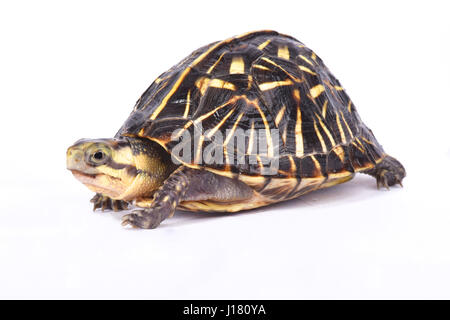 Florida-Kasten-Schildkröte, Terrapene Carolina bauri Stockfoto