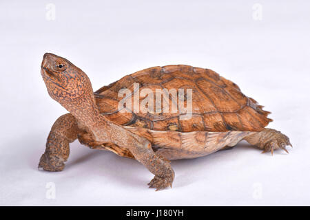 Riesige asiatische Sumpfschildkröte, Heosemys grandis Stockfoto