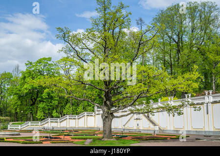 TALLINN, Estland - Mai 15: Alte Eiche in Kadriorg Park am 15. Mai 2016 in Tallinn, Estland. Stockfoto