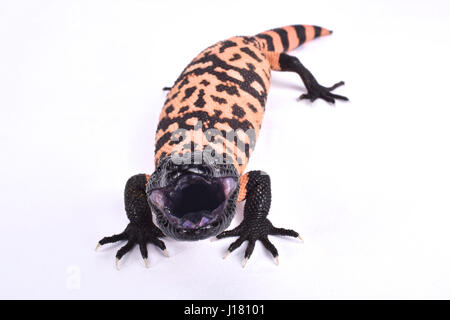 Gebänderten Gila Monster, Heloderma Suspectum cinctum Stockfoto