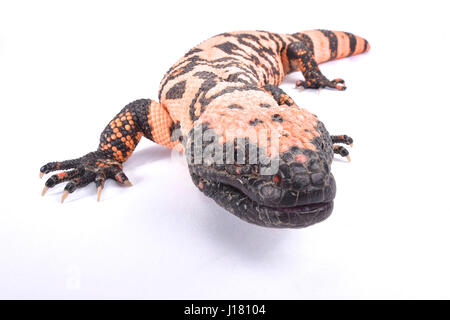 Gebänderten Gila Monster, Heloderma Suspectum cinctum Stockfoto