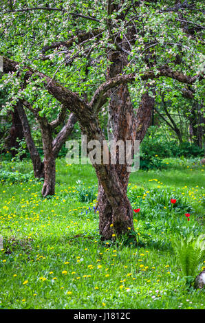 Die alten Apfelgarten im Frühling, Nahaufnahme Stockfoto