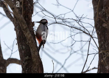 Buntspecht im Baum. Stockfoto