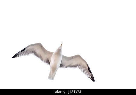 Möwe, fliegen, gleiten oder Segelfliegen in der Natur, in den Himmel, isoliert auf weiss Stockfoto