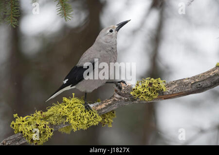 Clarks Nussknacker / Kiefernhaeher (Nucifraga Columbiana) im Winter, neugierig Vogel, Yellowstone-Nationalpark, Wyoming, USA. Stockfoto