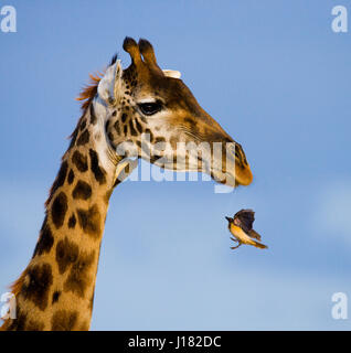 Giraffe mit Vogel. Kenia. Tansania. Ostafrika. Stockfoto