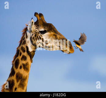 Giraffe mit Vogel. Kenia. Tansania. Ostafrika. Stockfoto