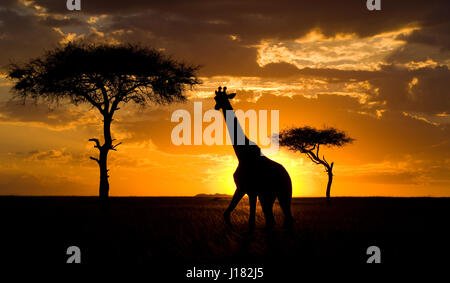 Giraffe bei Sonnenuntergang in der Savanne. Kenia. Tansania. Ostafrika. Stockfoto