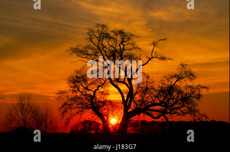 Sonnenaufgang gesehen durch Baumzweige in New Jersey Winterlandschaft, USA, Baum isoliert Winterbäume isoliert bunte Landschaften Stockfoto