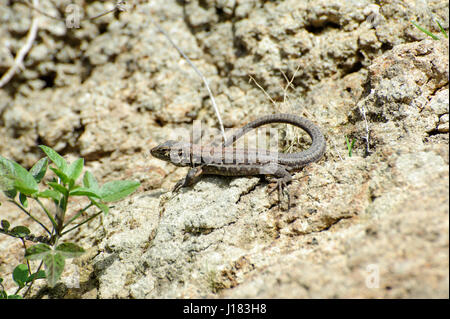 Tenerife Eidechse oder westlichen Kanaren Eidechse (Gallotia Galloti), Teneriffa, Kanarische Inseln, Spanien Stockfoto