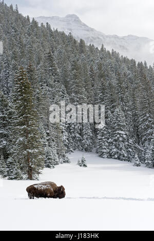 Amerikanischer Bison / Amerikanischer Bison (Bison Bison), Stier im Winter, umgeben von schneebedeckten Bergen, Yellowstone NP, USA. Stockfoto