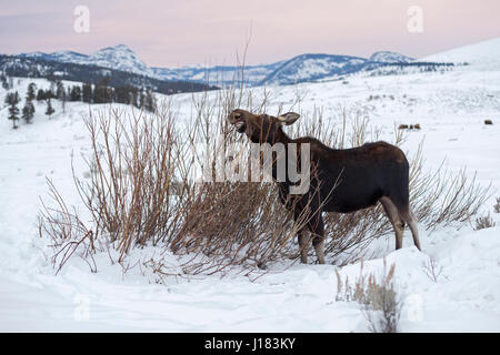 Elch / Elch (Alces Alces), ernähren sich von einem Busch, umgeben von schneebedeckten Bergen im letzten Abendlicht, Winter im Yellowstone NP, USA. Stockfoto