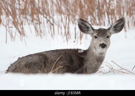 Maultier-Rotwild / Maultierhirsch (Odocoileus Hemionus) im Winter liegen, ruhen im Schnee, Grübeln, beobachten, Wyoming, USA. Stockfoto