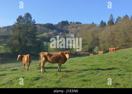 Limousin-Rinder, Creuse Abteilung Nouvelle-Aquitaine, Frankreich Stockfoto