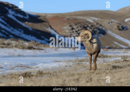 Rocky Mountain Bighorn Sheep / Dickhornschaf (Ovis Canadensis), ram an einem sonnigen Tag im Winter, National Elk Refuge, Wyoming, USA. Stockfoto