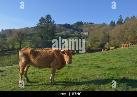 Limousin-Rinder, Creuse Abteilung Nouvelle-Aquitaine, Frankreich Stockfoto