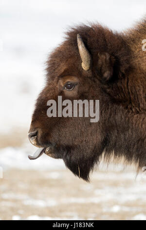 Amerikanischer Bison / Amerikanischer Bison (Bison Bison) im Winter seine blaue Zunge lecken Headshot, Yellowstone-Nationalpark, Wyoming, USA. Stockfoto