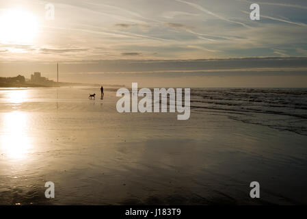 Mann zu Fuß Hunde auf leeren Strand am frühen Morgen, Brighton Stockfoto