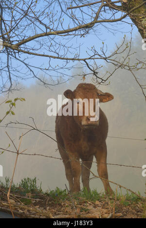 Limousin-Kuh, Creuse Abteilung Nouvelle-Aquitaine, Frankreich Stockfoto