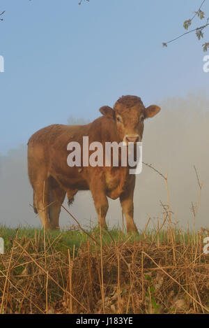 Limousin-Kuh, Creuse Abteilung Nouvelle-Aquitaine, Frankreich Stockfoto