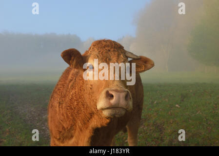 Limousin-Kuh, Creuse Abteilung Nouvelle-Aquitaine, Frankreich Stockfoto