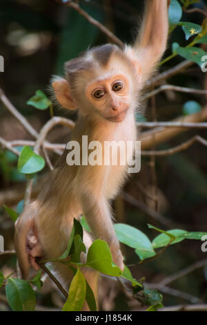 Ein wild Baby Affe Klettern in einem Baum in Thailand Stockfoto