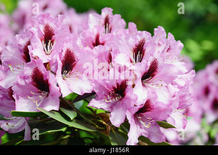 lila rot Rhododendron Blütenköpfe Stockfoto