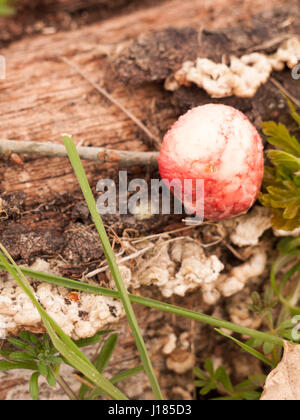 Roter reif Eiche Apfel auf Waldboden mit grünen Blättern und Rasen und Rinde Stockfoto