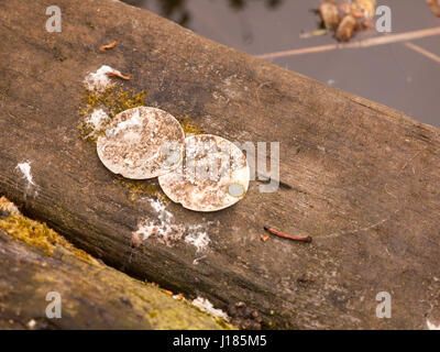 Erodiert und verrosteten Metallstempel auf eine hölzerne Plattform in der Nähe von See Stockfoto