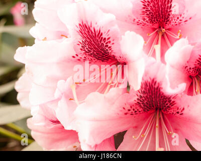 Eine schöne Nahaufnahme von Rosa Azalee im Frühjahr Stockfoto