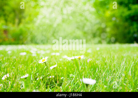 Sonnigen Frühlingstagen Rasen Wiese mit Blumen-Gänseblümchen. Verschwommene grüne Bäume im Hintergrund mit Bokeh-Effekt. Karte für Seasons Greetings Stockfoto