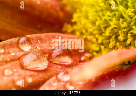 Schöne kühle Tropfen über orange Blume Stockfoto