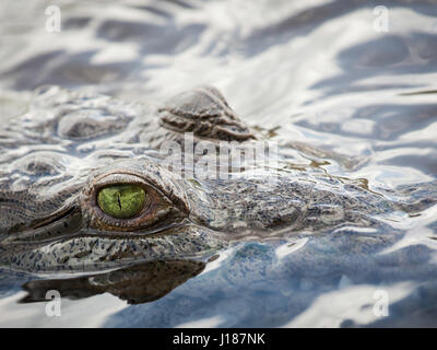 Krokodil auf dem Wasser nur mit den Augen sichtbar Stockfoto