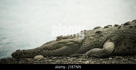 Krokodil in der Nähe des Flusses Festlegung Stockfoto