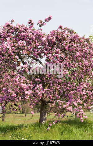 Malus. Crab Apple Blüte im Frühjahr. Stockfoto