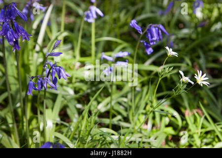 Bluebells, Hyacinthoides non-scripta und größeres Stitchwort, Stellaria holostea, blühen im Frühjahr im Wald Stockfoto