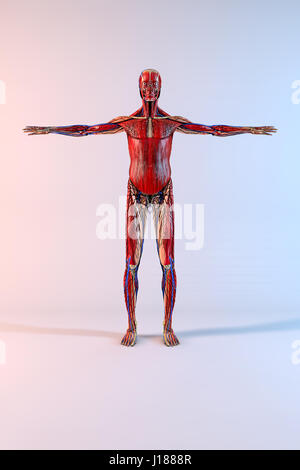 Komplette menschliche Körper mit geöffneten Armen auf weißem Hintergrund Stockfoto
