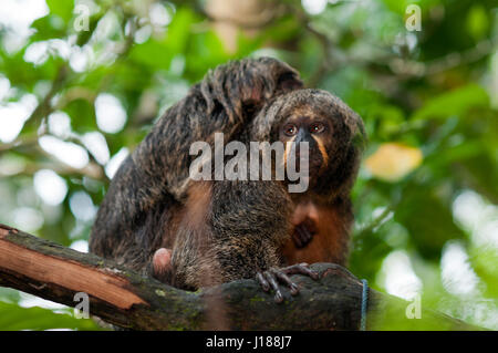 Siamang (Symphalangus Syndactylus), Männchen auf einem Baum Stockfoto