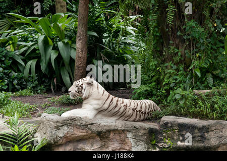 Weißer Tiger (Panthera Tigris), Königstiger, Panthera Leo im Zoo von Singapur. Stockfoto