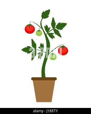 Garten-Hintergrund-Vektor-Illustration. Wachsende Strauch mit Tomaten Stock Vektor