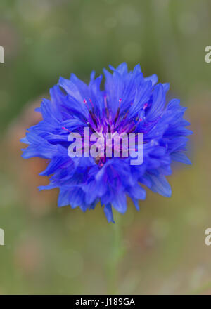 Schaltfläche "Bachelor" oder Centaurea cyanus Stockfoto