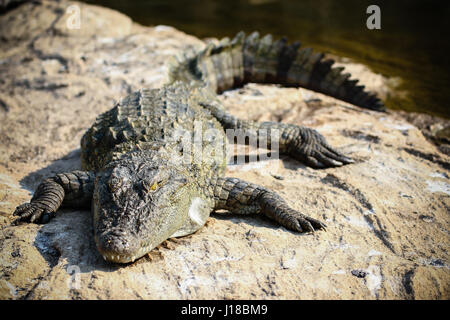 Ein Krokodil, sonnen sich auf einige Fluss rockt. Stockfoto