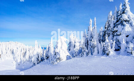 Schneebedeckte Bäume in der Winterlandschaft auf der schö Ski Berg von Sun Peaks, Bristish Columbia, Kanada