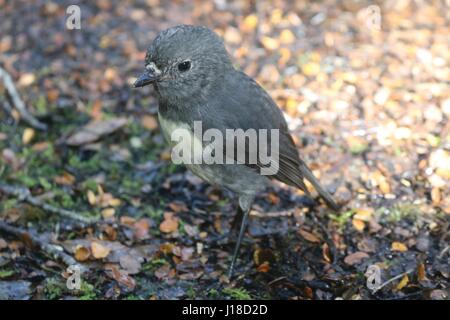 Südinsel Robin (Petroica Australis). Der Milford Track, Fiordland-Nationalpark. Southland. Süden der Insel. Neuseeland Stockfoto