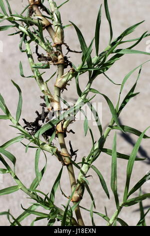 Nahaufnahme von Cynodon Dactylon oder bekannten Quecken Läufer isoliert Stockfoto