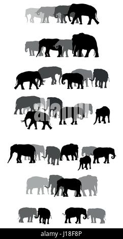Satz von Vektor Familie Gruppe von Schwarz und grau stehend indische und afrikanische Elefanten auf weißem Hintergrund Stock Vektor
